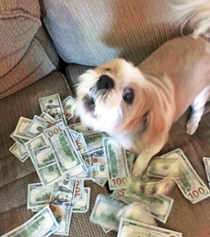 My Grandma Just Sent Me This Picture Of Her Dog, With No Explanation