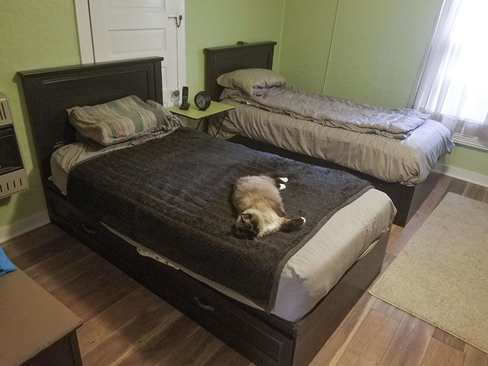My Grandmother Bought A Whole Extra Bed Just For Her Cat