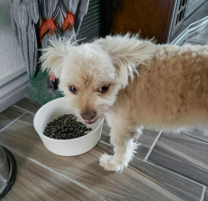 My Boyfriend's Mom Decided To Save Some Money And Trim The Dog's Hair Herself... He Is A Pomeranian