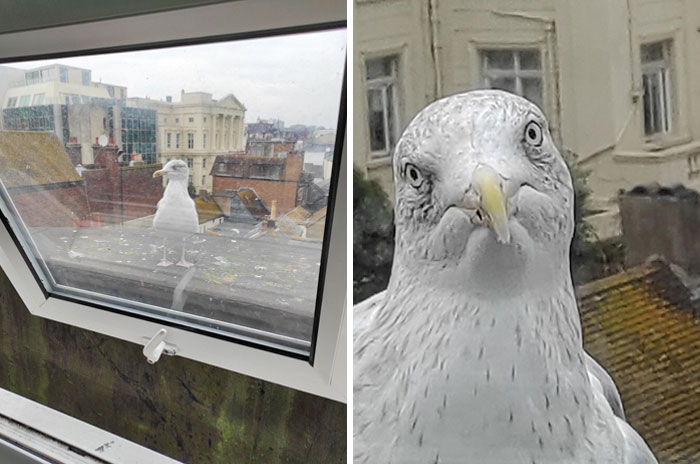 I Was Too Cheap To Pay For A Sea View Room At My Hotel In Brighton... Ended Up Getting A Gull View Instead