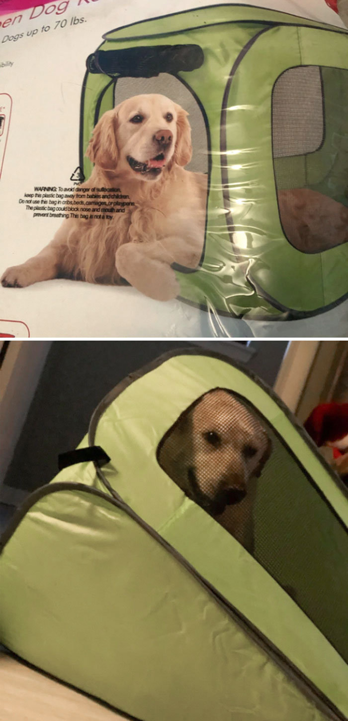 We Are Selling Our House And Have To Kennel Up Our Dog For Small Periods During Showings. Needless To Say, The Cheaper Option For Kennels Is Not The Correct Answer