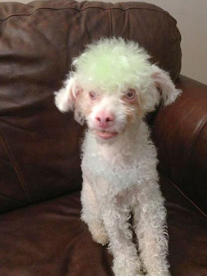 Sister: "I'll Save So Much Money If I Cut The Dogs Hair Myself". She Is No Longer Allowed Near The Dog