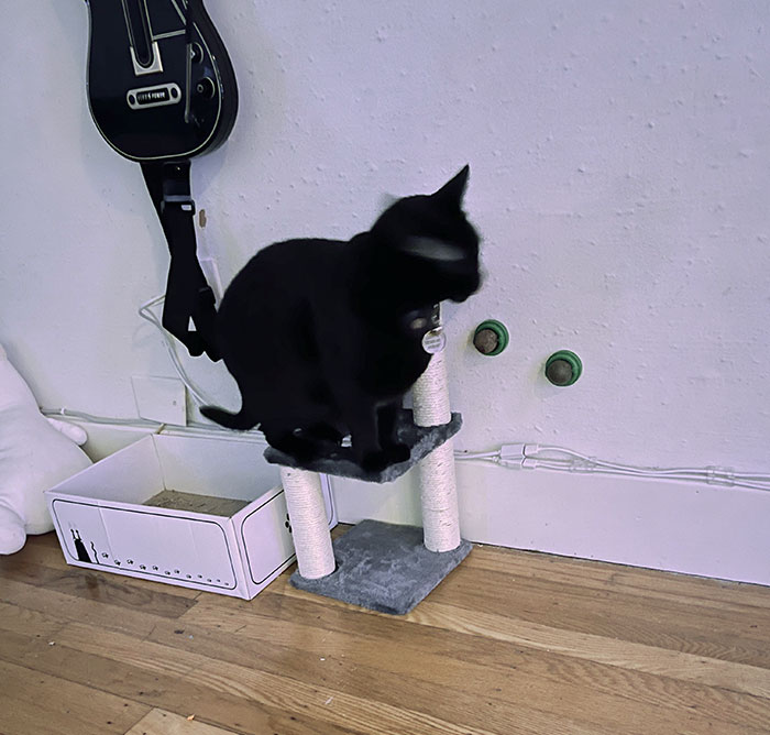 There Was A “Cat Tree” On AliExpress For Super Cheap. I Figured “How Bad Could It Be, Really? I Can’t Stop Laughing