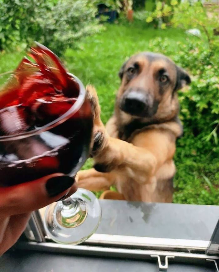 My Boyfriend Wanted To Take A Picture Of That Glass Of Wine, Then My Dog Showed Up In My Window And Did This