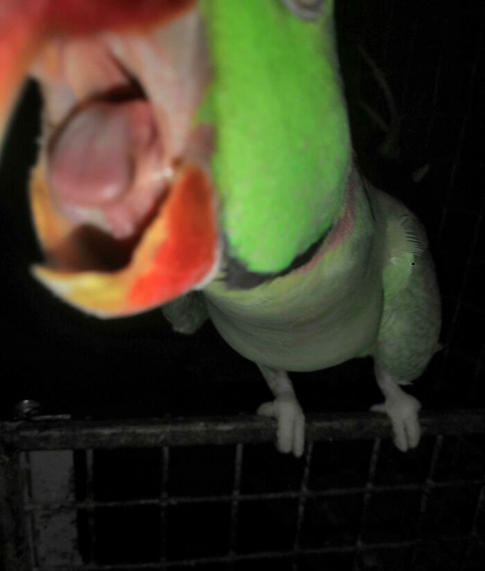 I Took This Picture Before My Parrot Bit Me And In My Defense I Was Just Taking Pictures