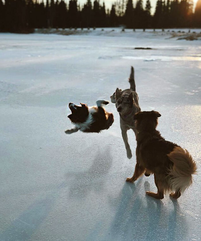 I Call This One The Dog Crash. No Dogs Were Hurt In This Photo, Just Andy’s Ego 