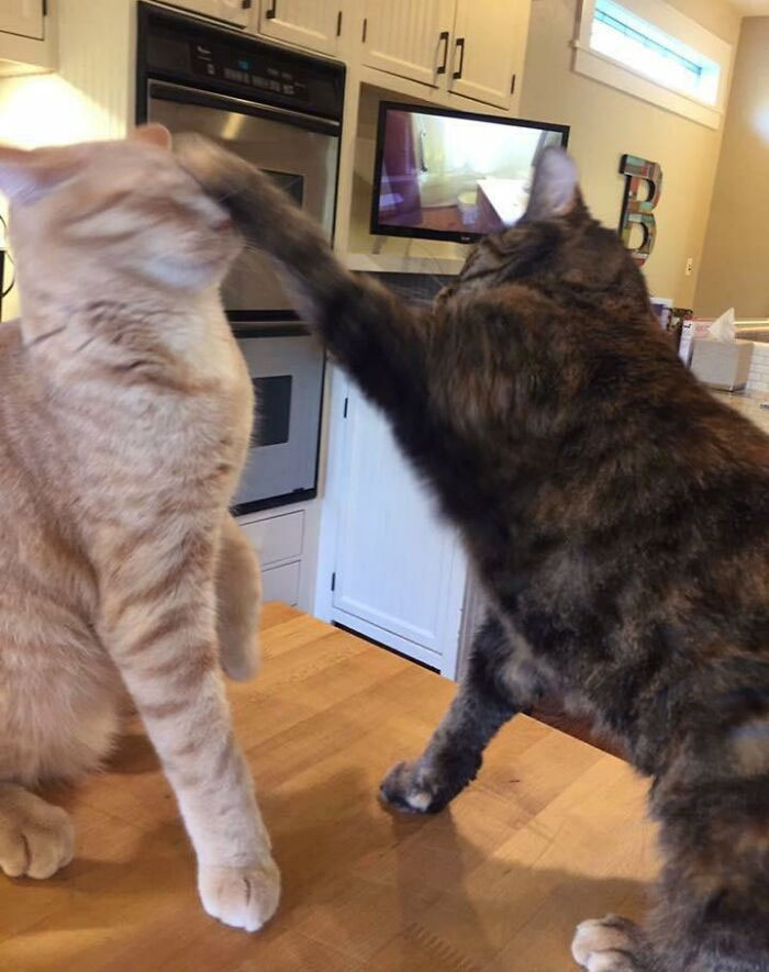 My Parents’ Cats Were Finally Being Nice To Each Other, But Things Quickly Changed When I Tried To Take A Picture
