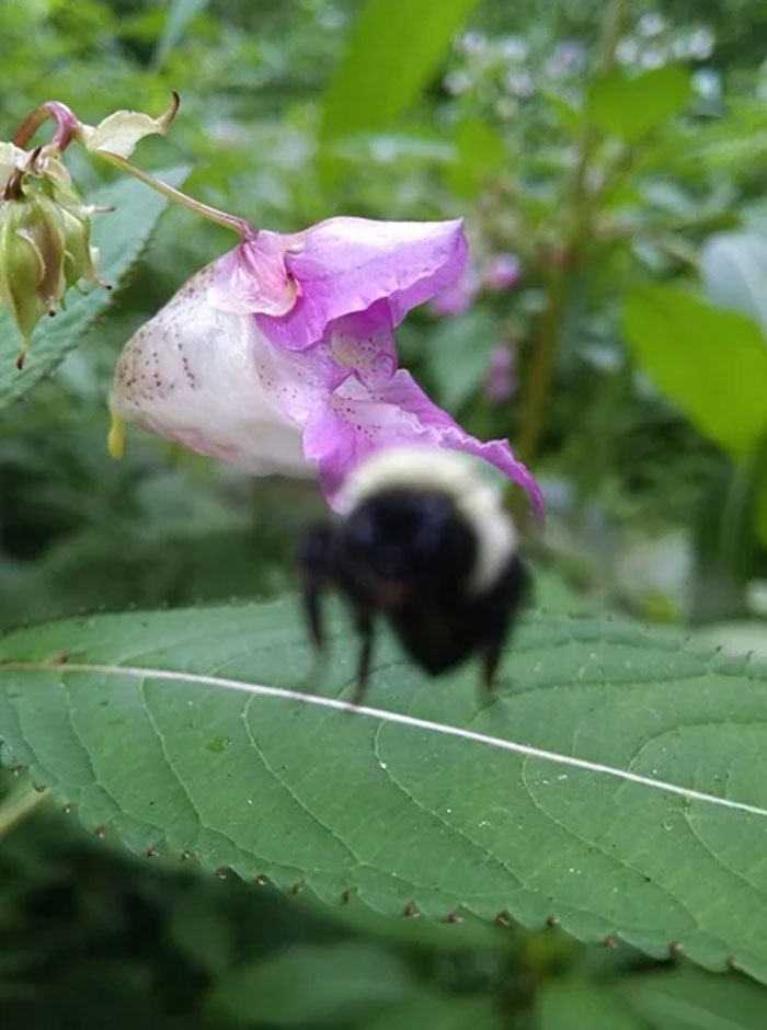 The Moment Before A Bee Flew Into My Face