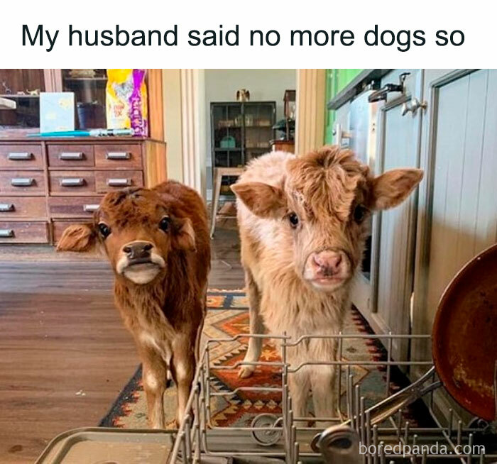 Funny-Random-Relatable-Memes-Memesmelody