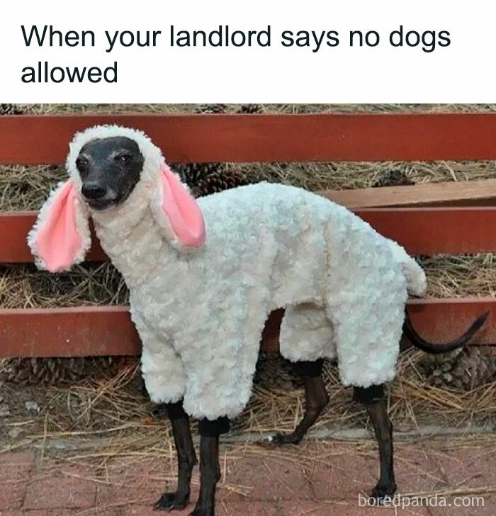 Funny-Random-Relatable-Memes-Memesmelody