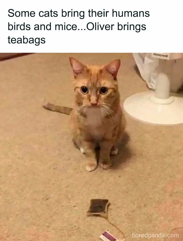 Funny-Random-Relatable-Memes-Memesmelody