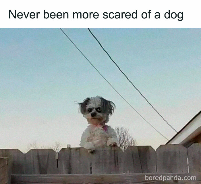 Funny-Random-Relatable-Memes-Memesmelody