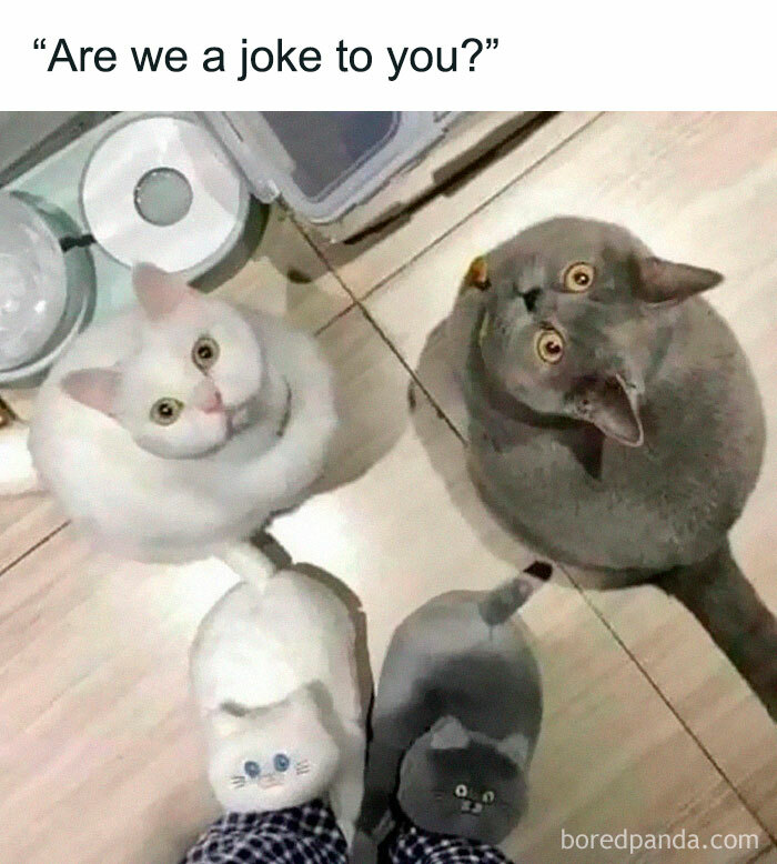 Funny-Random-Relatable-Memes-Memesmelody