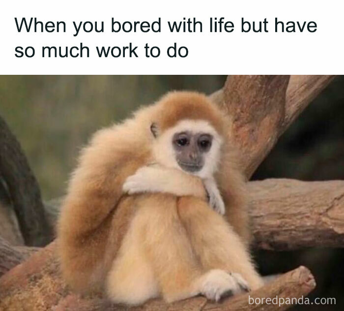 Funny-Relatable-Memes-Introverts-Of-Society