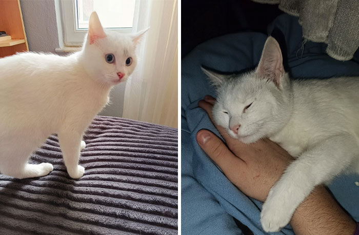 Just Adopted My Second Cat And She Is Happy With Her New Life!