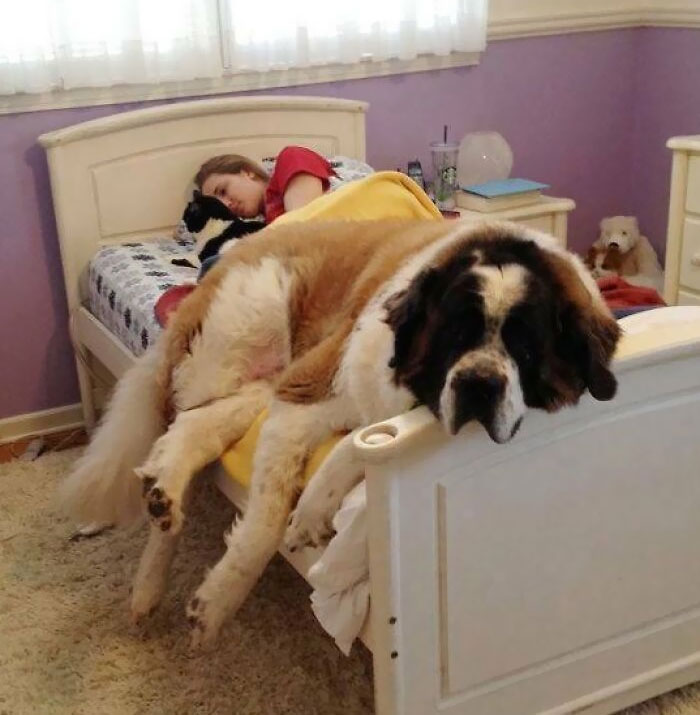 Cabe perfectamente, sí