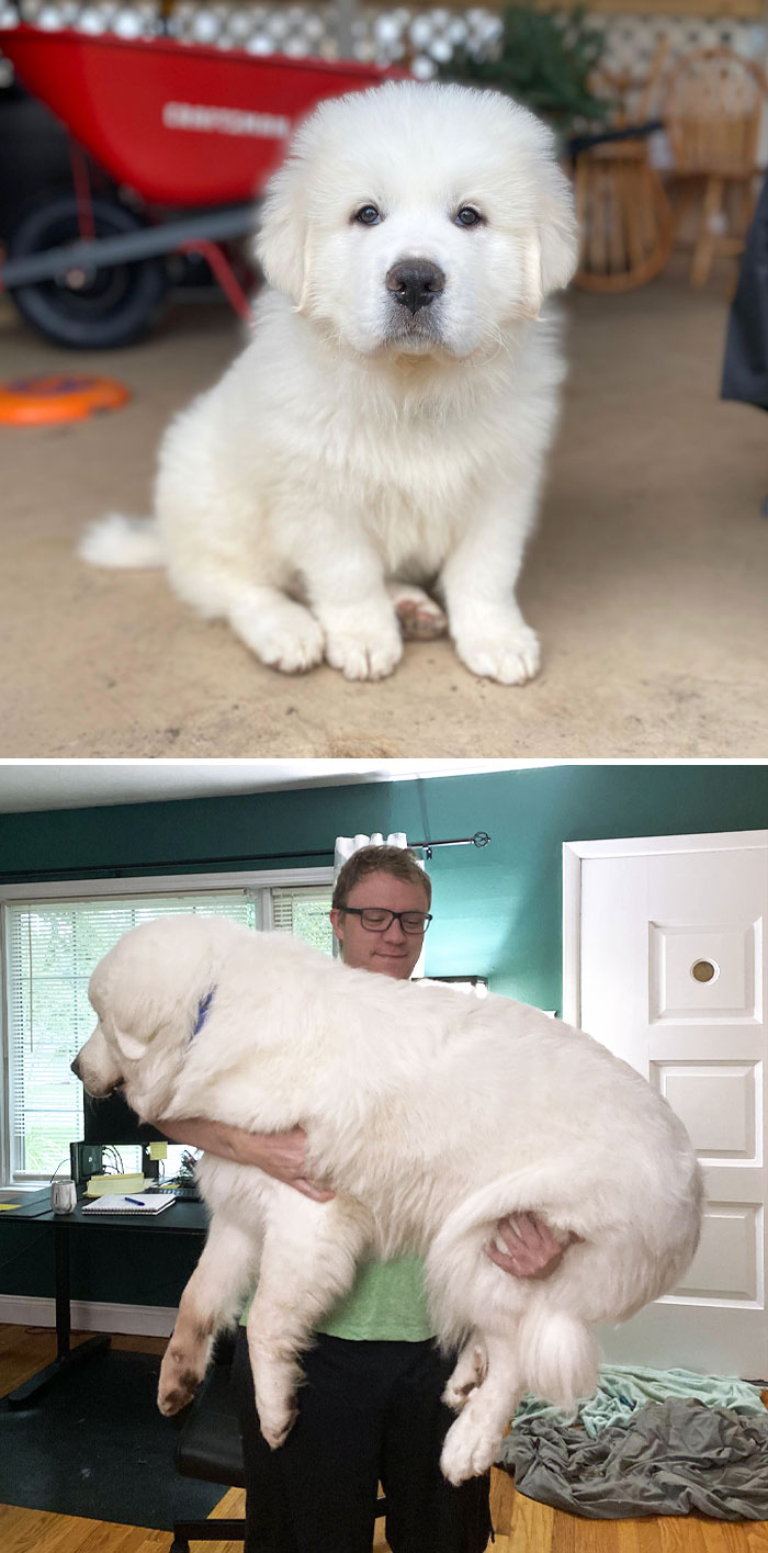 De 8 semanas a 1 año