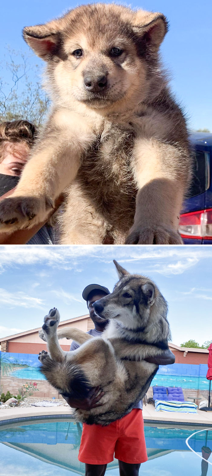 From 6 Weeks To 8 Months. Getting Too Big To Hold