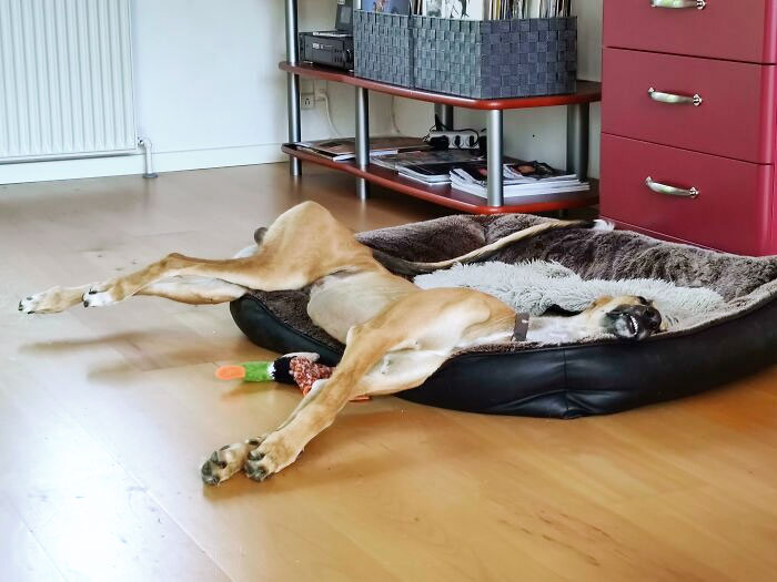 Sure, I Am Glad I Got Him That Nice Big Bed So His Tail Can Be Comfortable    