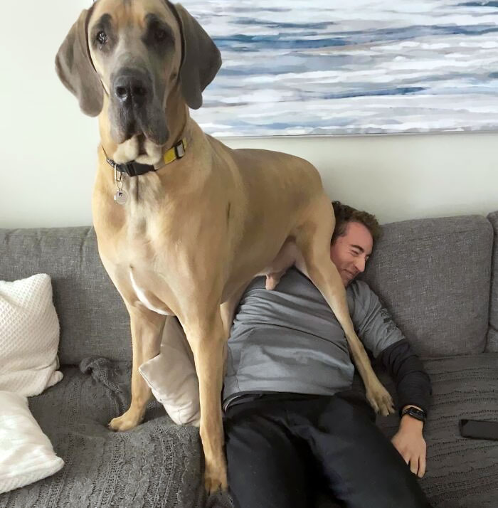 Mi perro no entiende el espacio personal