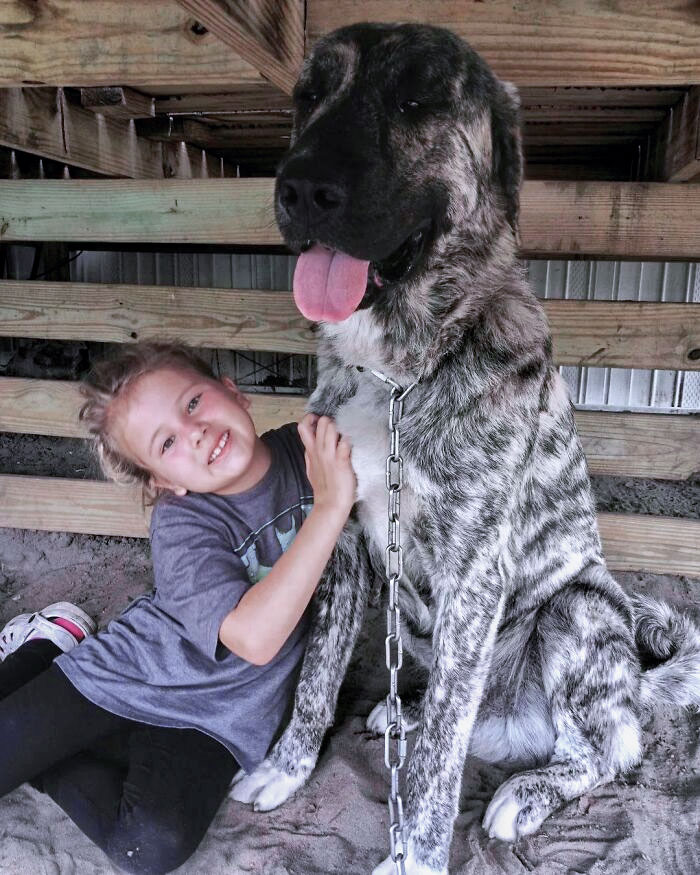 My Dog Is Bigger Than Yours