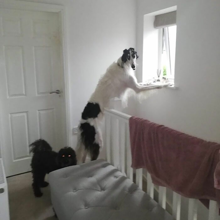 Long Boy And His Sidekick, Demon-Eyed Boy