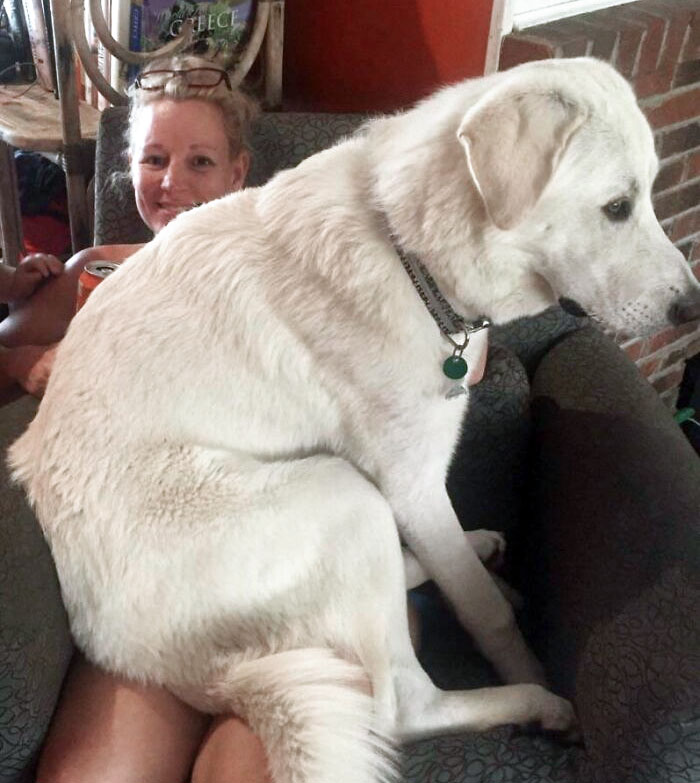 My Brother's 8-Month-Old Mutt Puppy