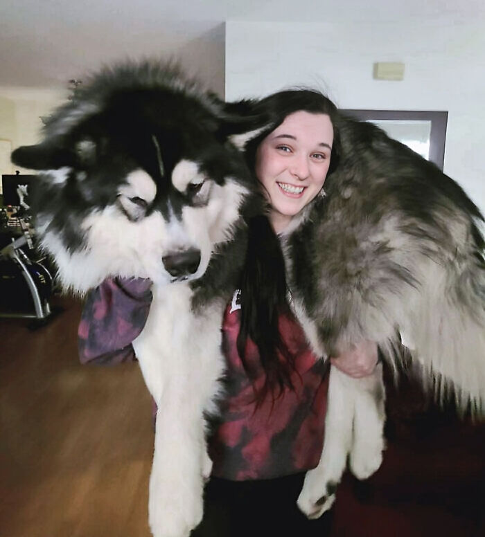 Jumbo The Shoulder Dog