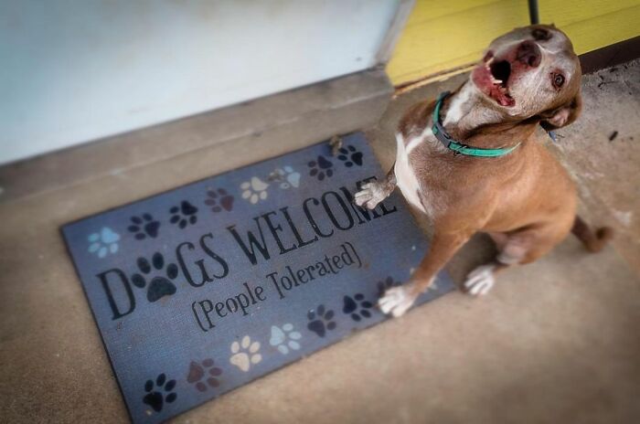 Shelter Dog Was Overlooked For Almost A Decade Until She Found Her Person