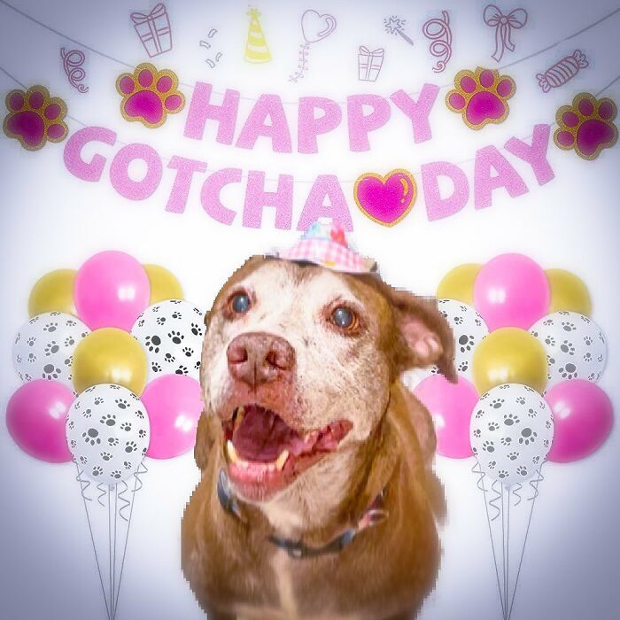 Shelter Dog Was Overlooked For Almost A Decade Until She Found Her Person