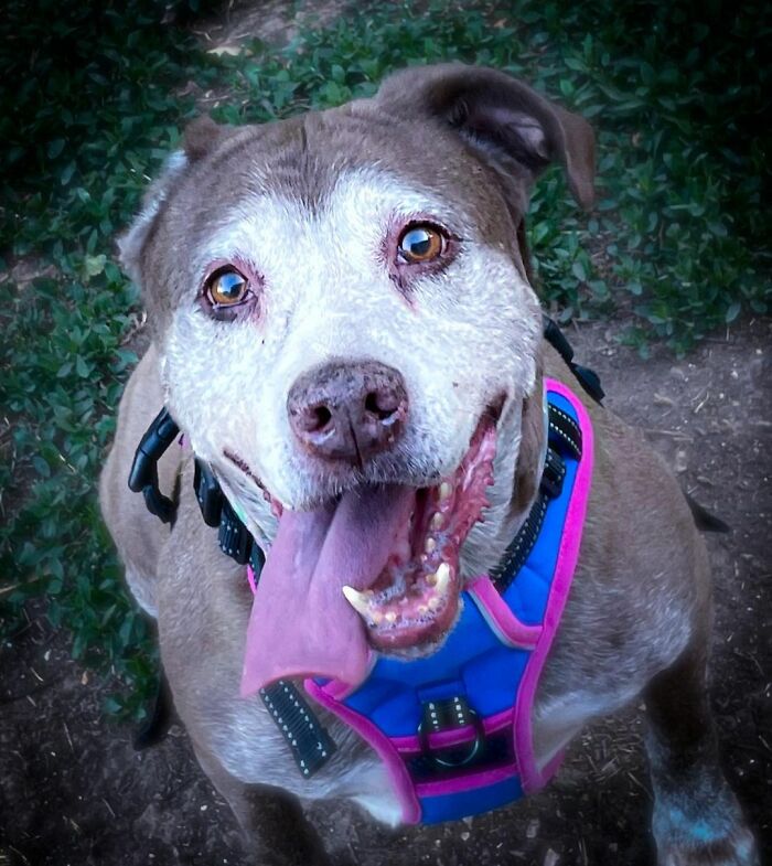 Shelter Dog Was Overlooked For Almost A Decade Until She Found Her Person