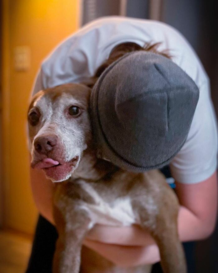 Shelter Dog Was Overlooked For Almost A Decade Until She Found Her Person