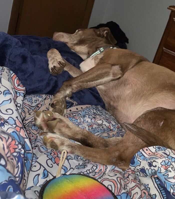 Shelter Dog Was Overlooked For Almost A Decade Until She Found Her Person