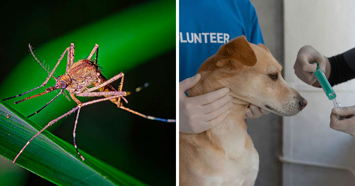 Heartworm Symptoms in Dogs: Early Detection of This Disease