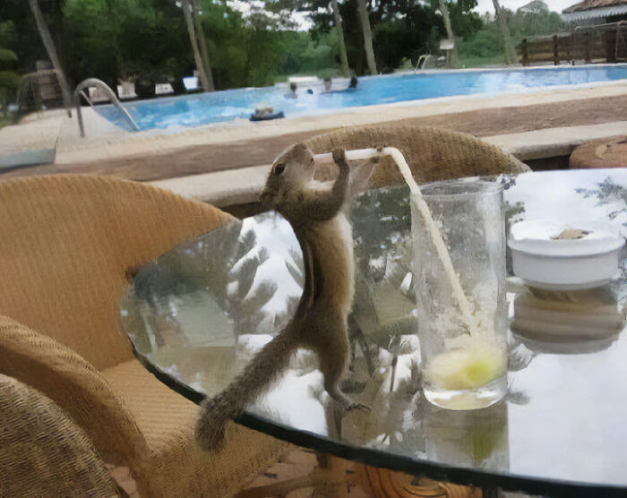 Here's What Chipmunk’s Do When They Think No One Is Watching