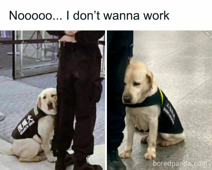 A dog in a service vest sitting playfully, expressing reluctance to work, humor from Meme Queen account.