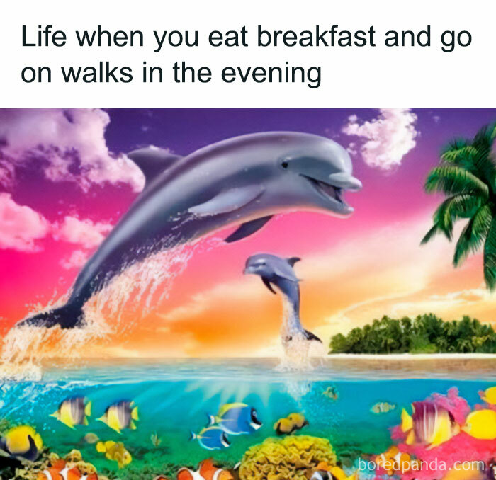 Dolphins jumping joyfully in a colorful ocean scene, a Meme Queen’s funny post.