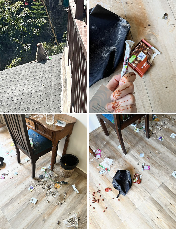 A Monkey Broke Into My Friend's Hotel Room Next To Mine By Opening A Very Heavy Balcony Door, Which Was Closed But Not Locked