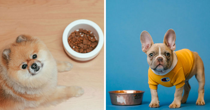 How Long Can a Dog Go Without Food? Vet Answers and When to Worry