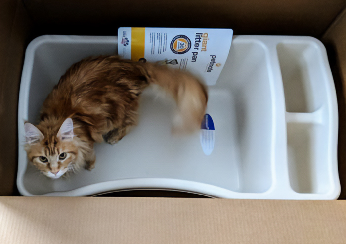 Image of cat inside of litter box.