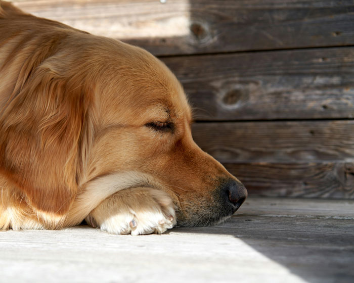 Senior dog sleeping peacefully on a wooden floor in the sunlight.