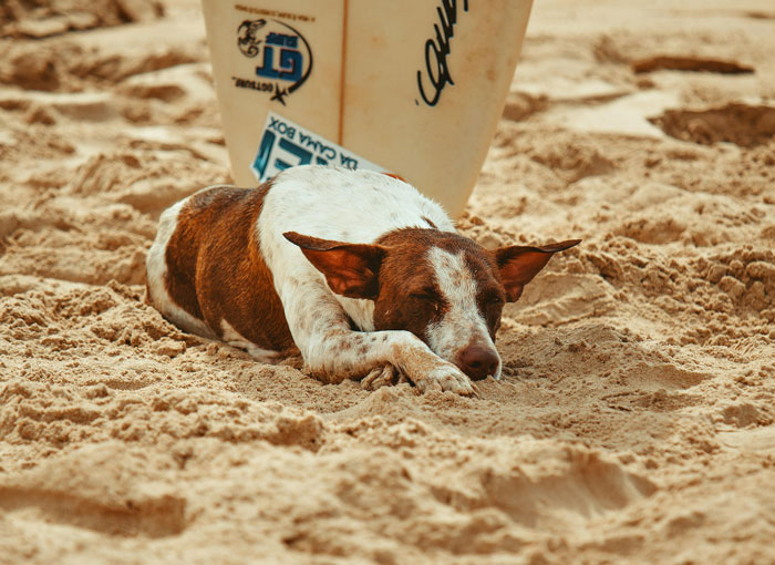 Senior dog sleeping on sandy beach beside a surfboard.