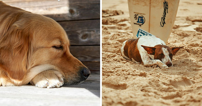 How Much Do Senior Dogs Sleep: Should You Worry?