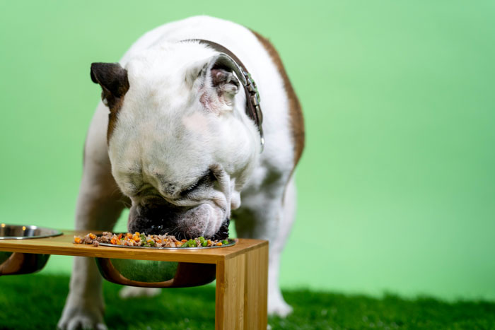 Bulldog eating from a wooden bowl, demonstrating appropriate dog feeding based on a vet's dog feeding chart.