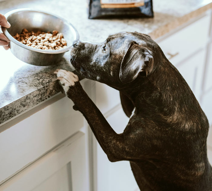 Dog reaching for a bowl of food on a kitchen counter, illustrating dog feeding guidelines.