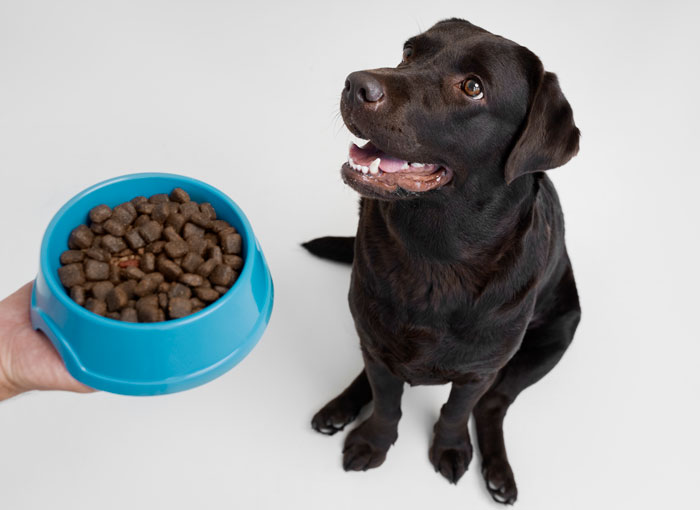 Dog eagerly looking at a blue bowl of kibble, waiting to be fed, illustrating how much to feed a dog.