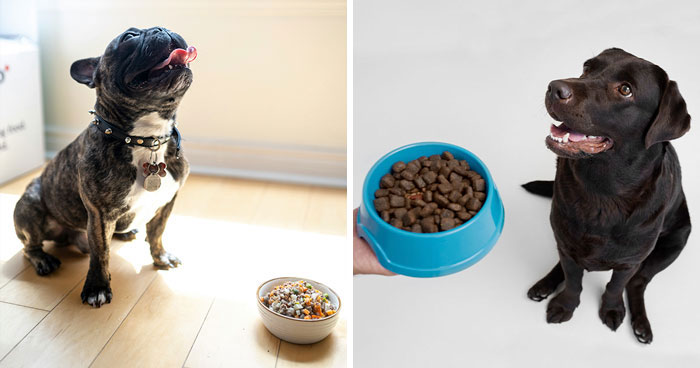 How Much to Feed a Dog: Vet’s Dog Feeding Chart