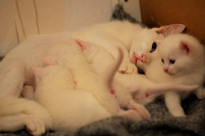 White mother cat with kittens cuddling on a blanket, illustrating portion control for feeding cats wet food.