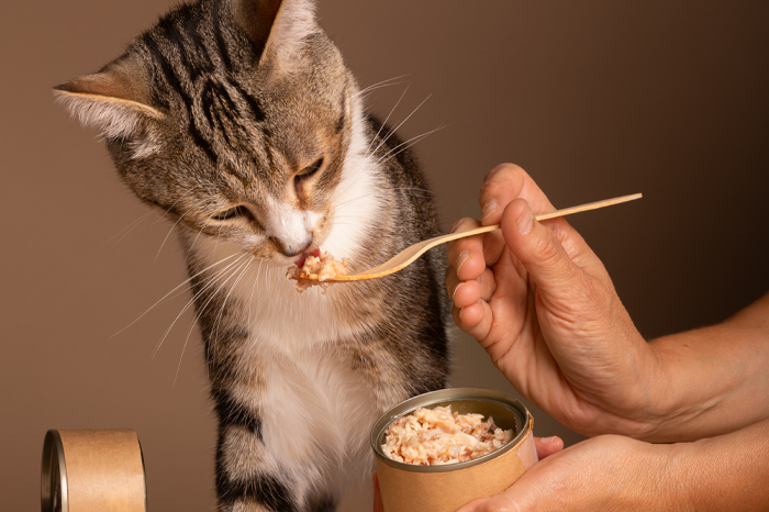 Cat being fed wet food from a can with a wooden fork; portion control example.