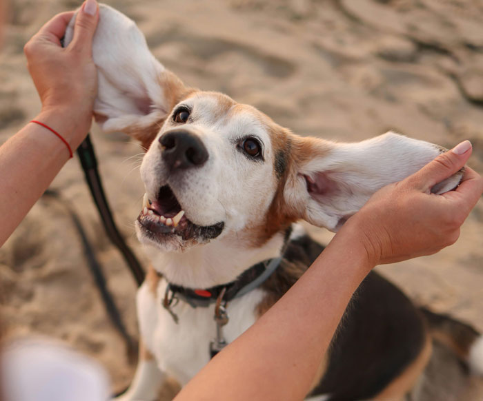 woman holding dog's ears